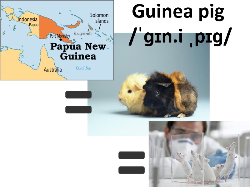 Guinea pig   /ˈɡɪn.i ˌpɪɡ/